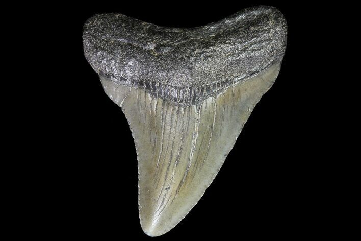 Juvenile Megalodon Tooth - South Carolina #74250